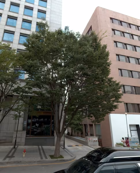 tree photo