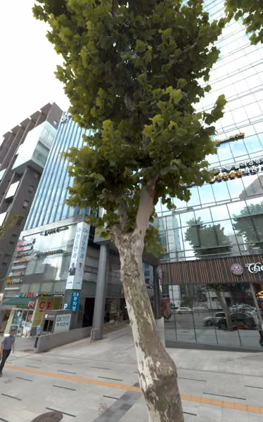 tree photo