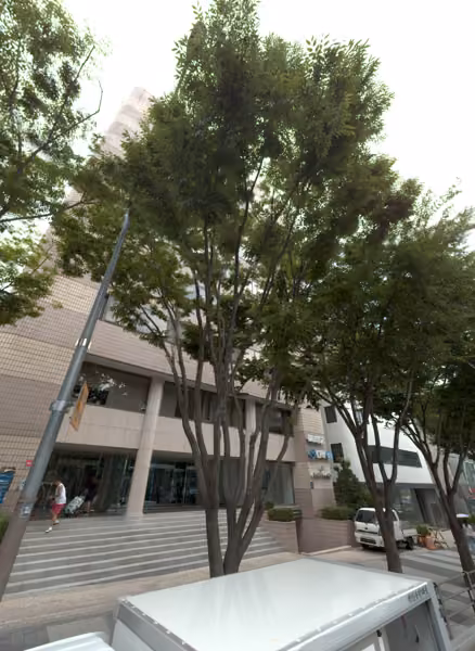 tree photo