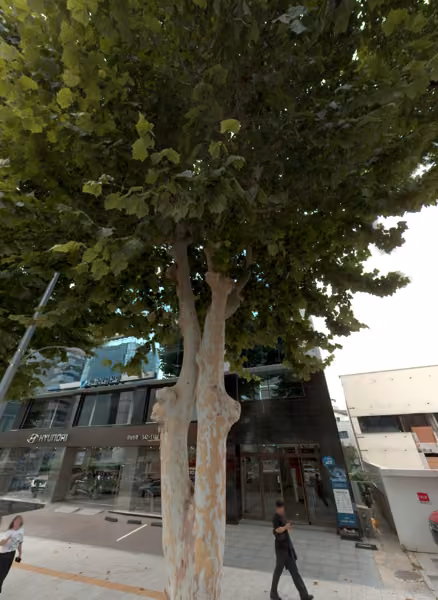 tree photo