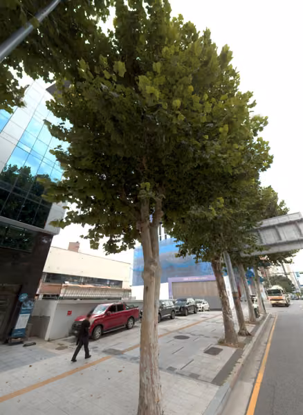 tree photo
