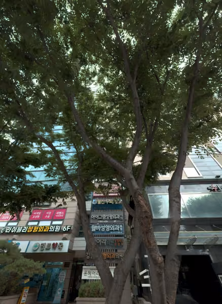 tree photo
