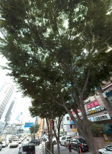 tree photo