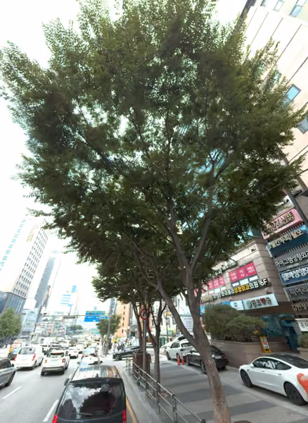 tree photo