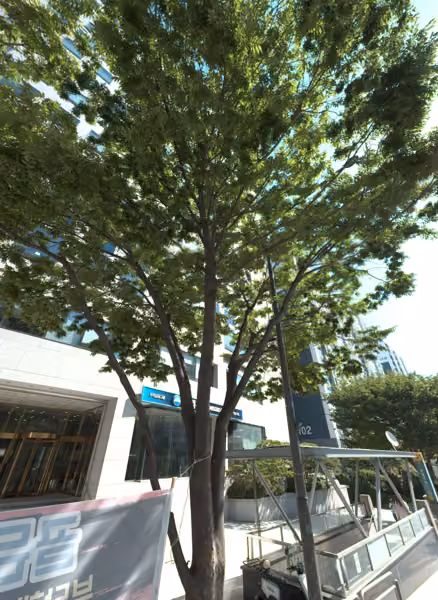 tree photo