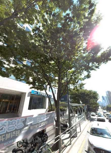 tree photo