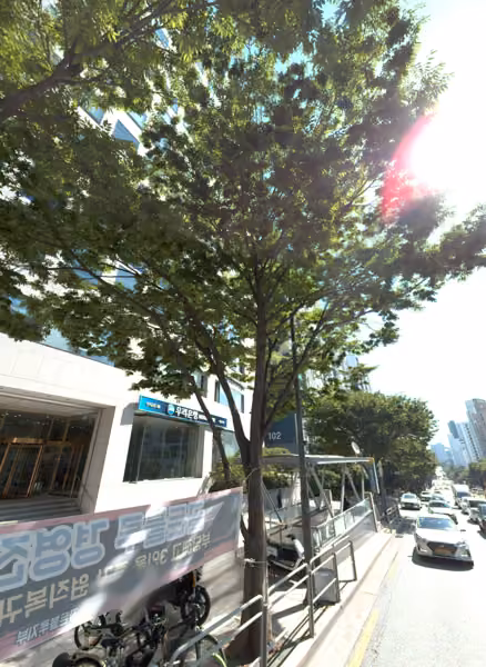 tree photo