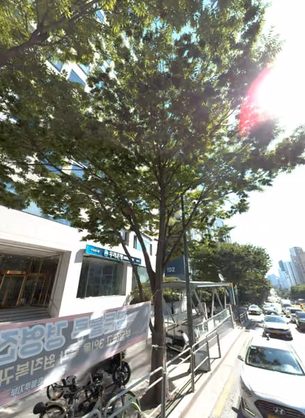 tree photo
