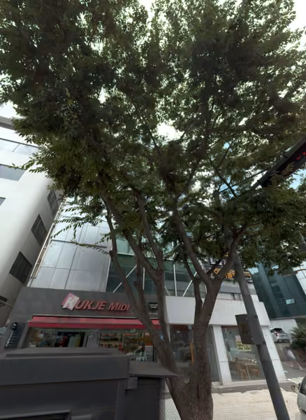tree photo