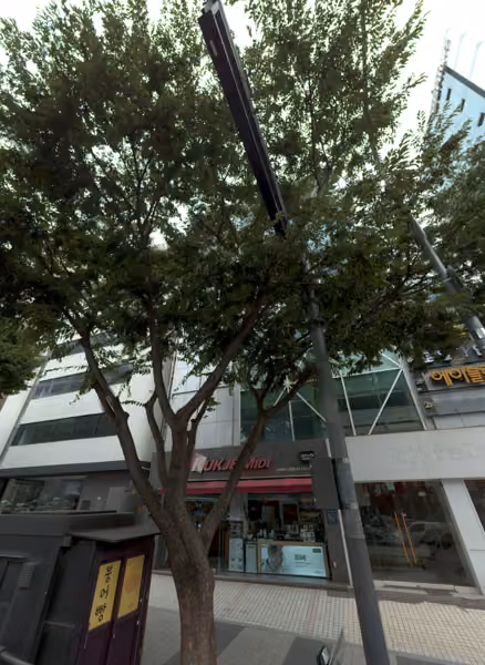 tree photo