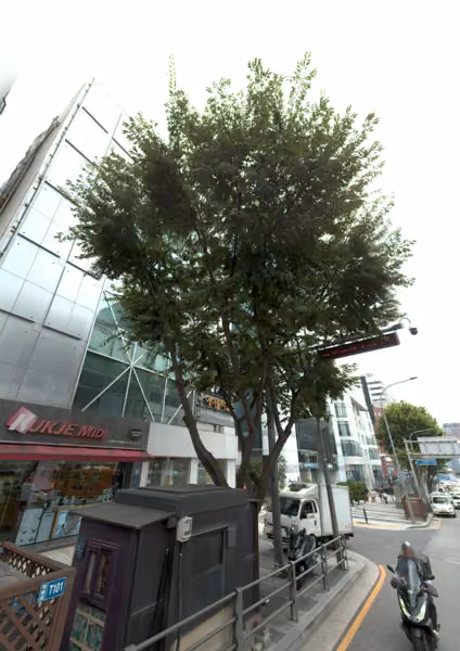 tree photo