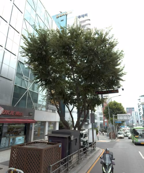 tree photo