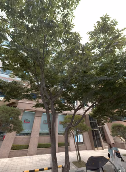 tree photo