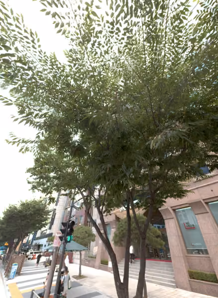 tree photo