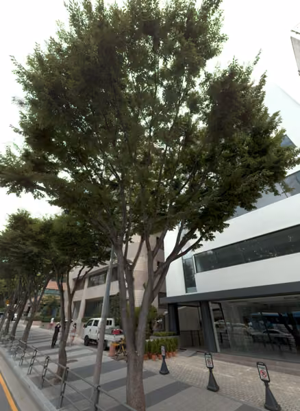 tree photo