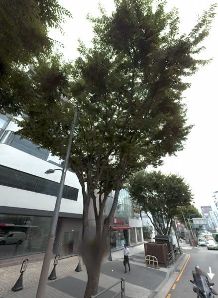 tree photo