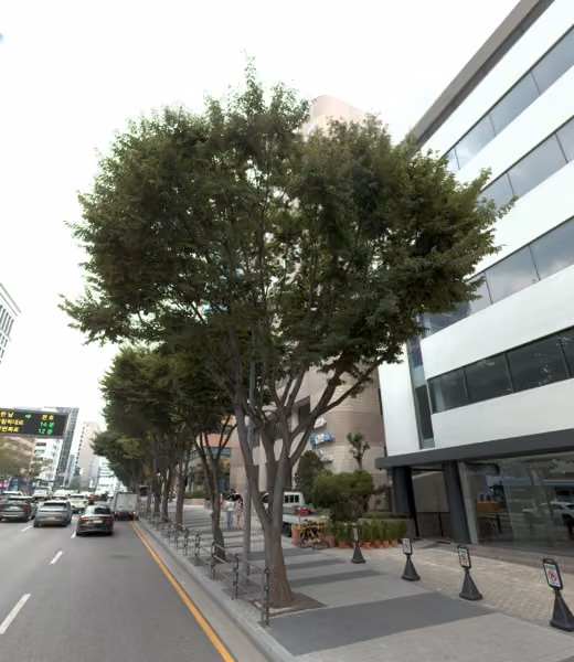 tree photo