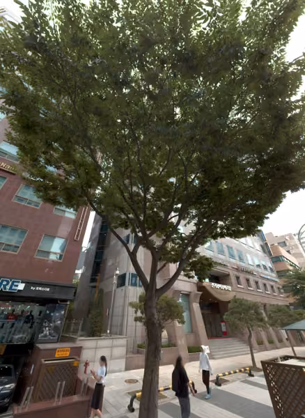 tree photo