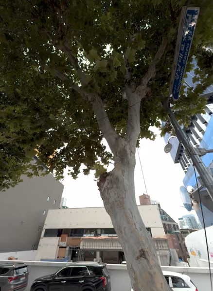 tree photo