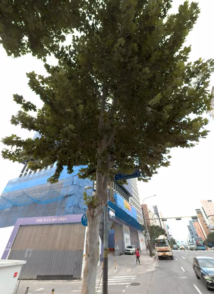 tree photo
