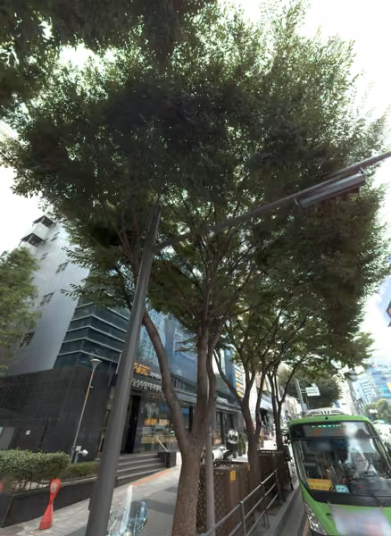tree photo
