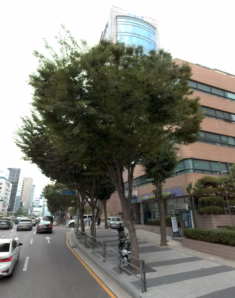 tree photo