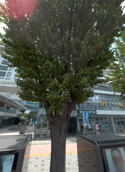 tree photo