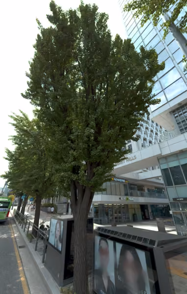 tree photo