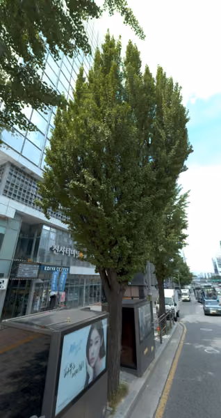 tree photo