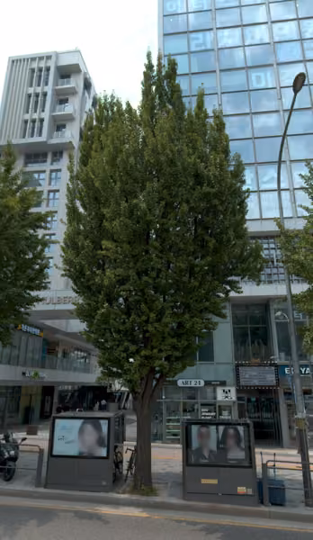 tree photo