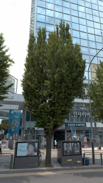 tree photo