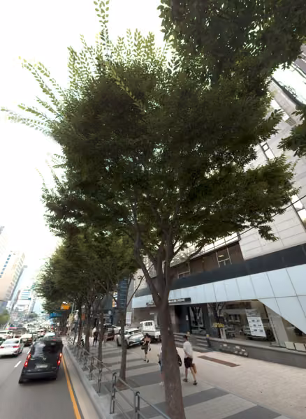tree photo