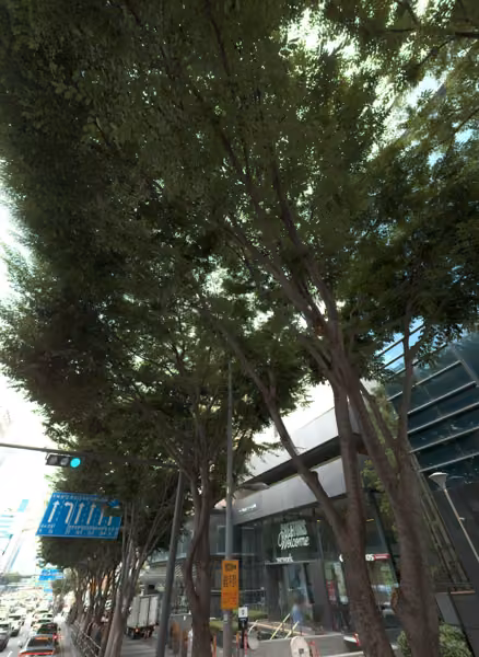 tree photo