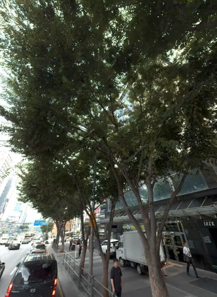 tree photo