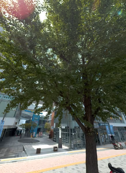 tree photo
