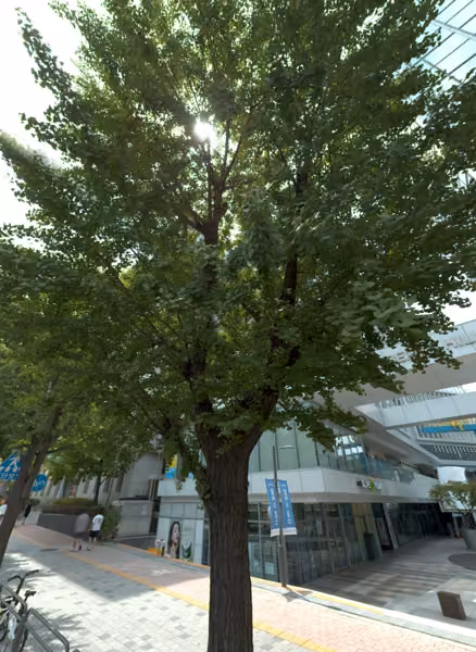 tree photo