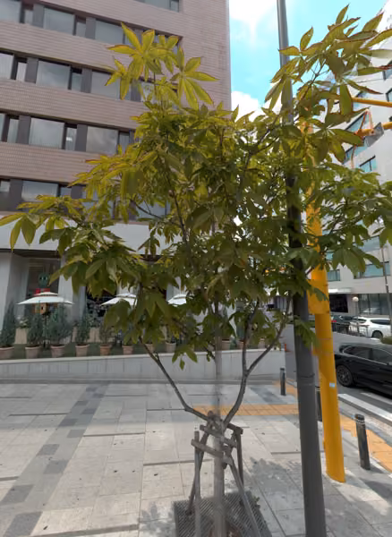 tree photo