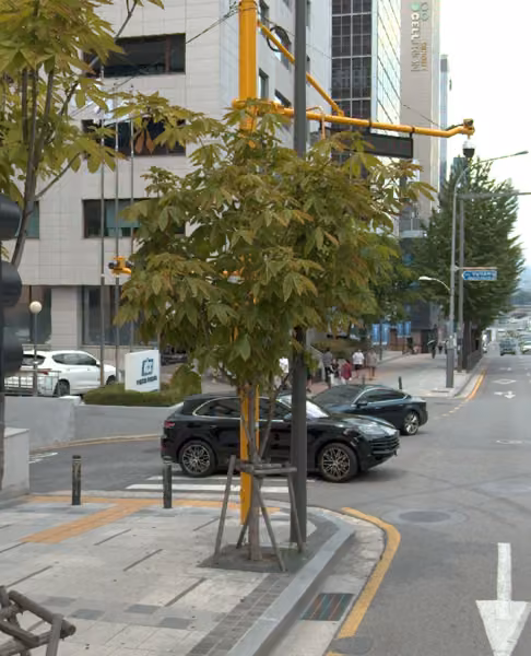 tree photo