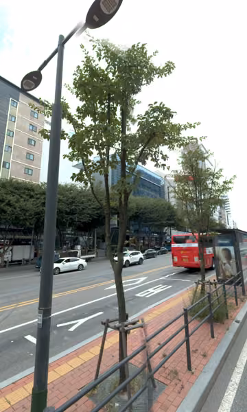 tree photo