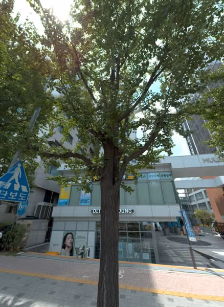 tree photo