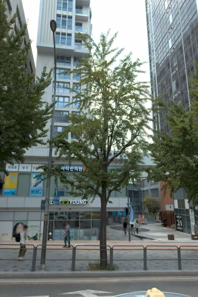 tree photo