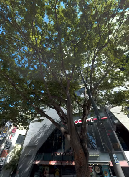 tree photo