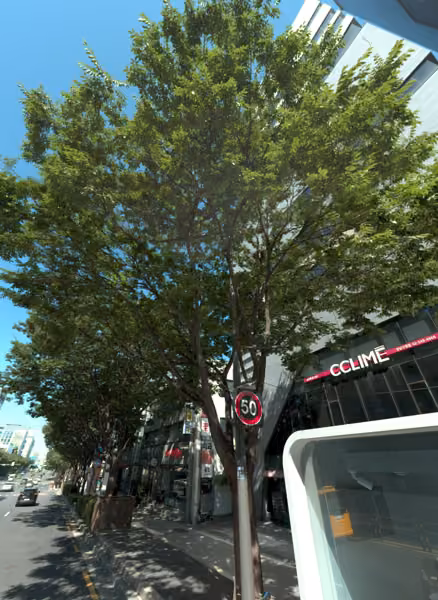 tree photo