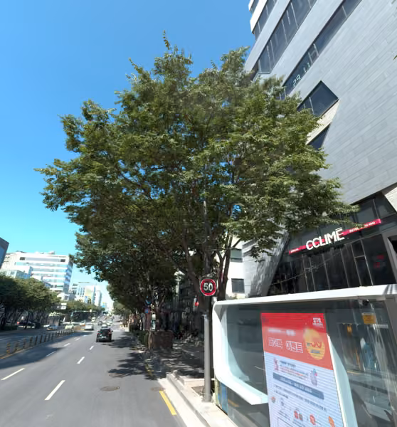 tree photo