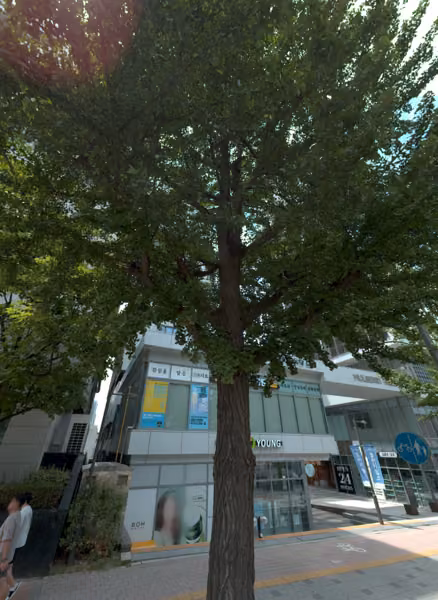 tree photo