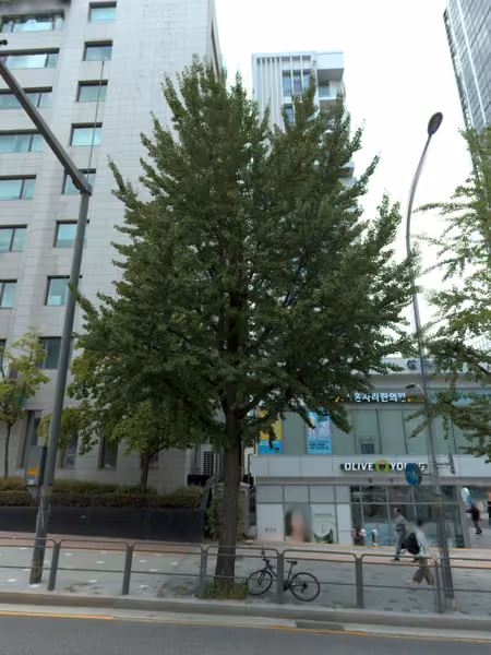 tree photo