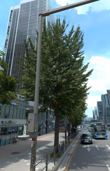 tree photo