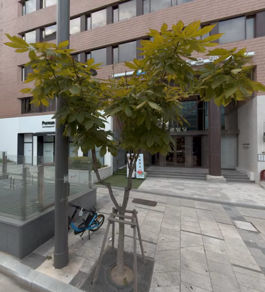 tree photo