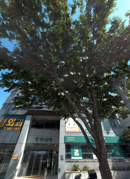 tree photo