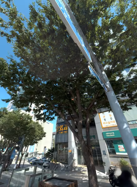 tree photo